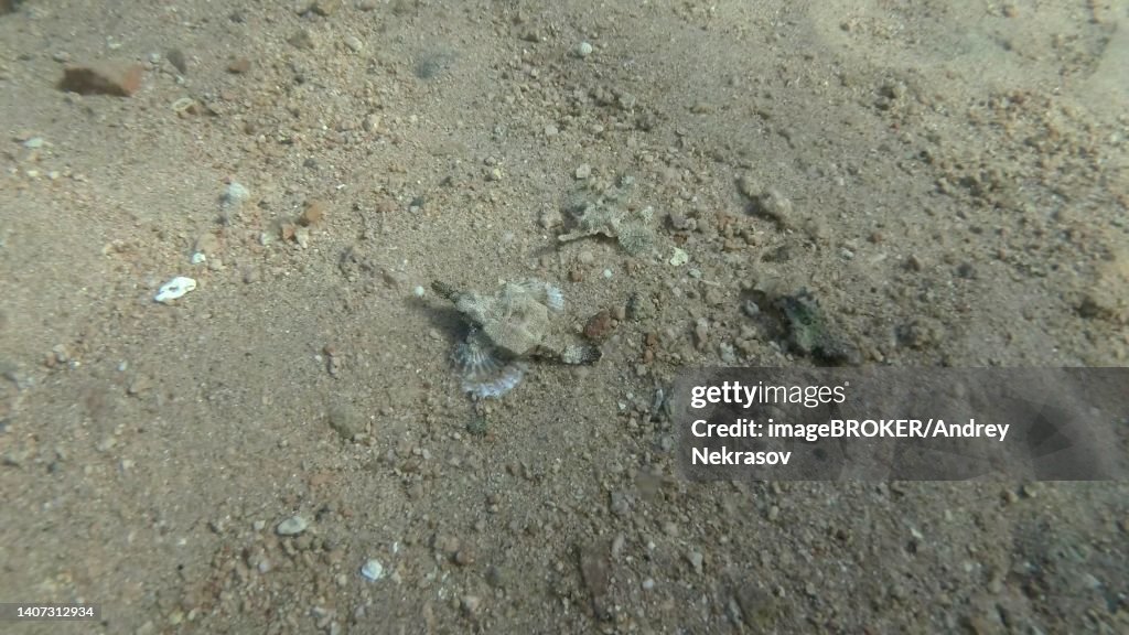 Seamoth moves on the sandy bottom in shallow water in sun rays. Pegasus, Little Dragonfish (Eurypegasus draconis) or Common Seamoth . Red sea, Egypt