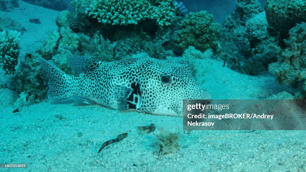 Close up of Blackspotted Puffer (Arothron stellatus) resting on sandy bottom near with coral reef. Red sea, Egypt