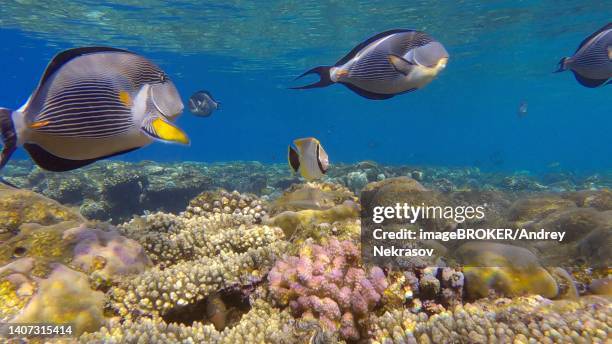 school of surgeonfish swimming above top of coral reef in sun rays. red sea clown surgeon (acanthurus sohal) . red sea, egypt - acanthurus sohal stock pictures, royalty-free photos & images