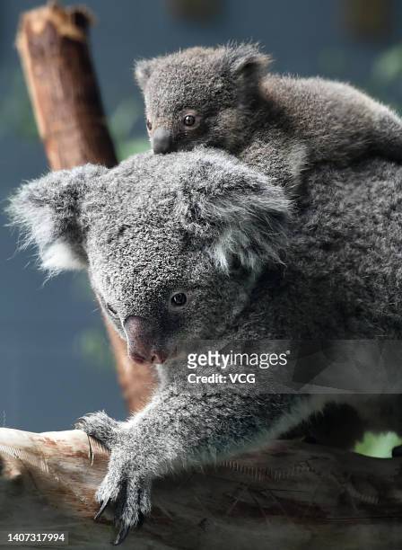 An 8-month-old baby koala and its mother are seen at Nanjing Hongshan Forest Zoo on July 7, 2022 in Nanjing, Jiangsu Province of China.