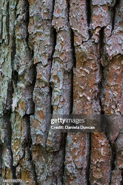 loblolly pine bark - pinus taeda stock pictures, royalty-free photos & images
