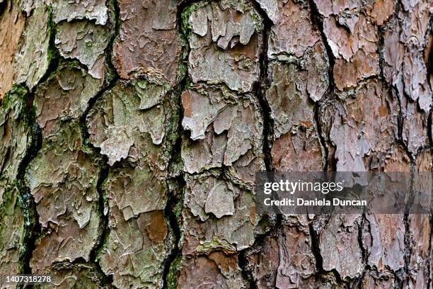 loblolly pine bark - pinus taeda stock pictures, royalty-free photos & images