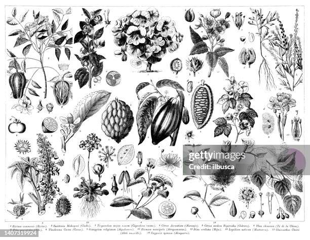 antike gravursammlung, botanik: pflanzenteile - cacao tree stock-grafiken, -clipart, -cartoons und -symbole