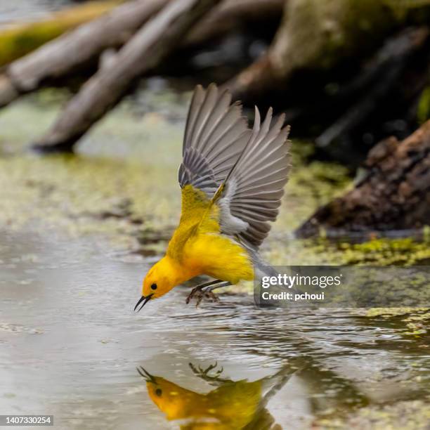 prothonotary warbler in flight - endangered species bird stock pictures, royalty-free photos & images