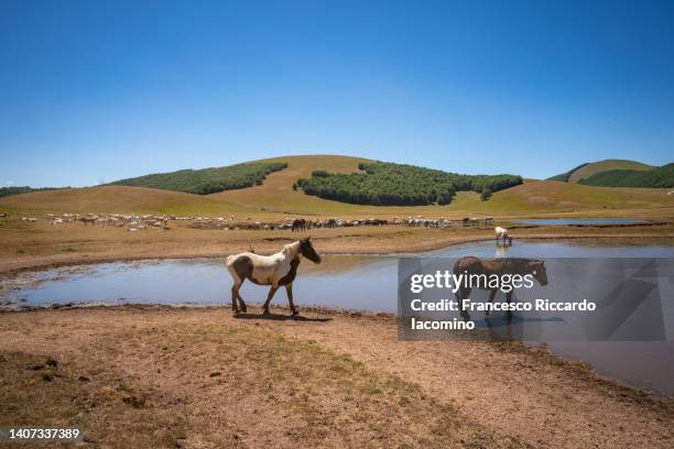 wild horses, lake and valley. umbria - chevaux sauvages photos et images de collection