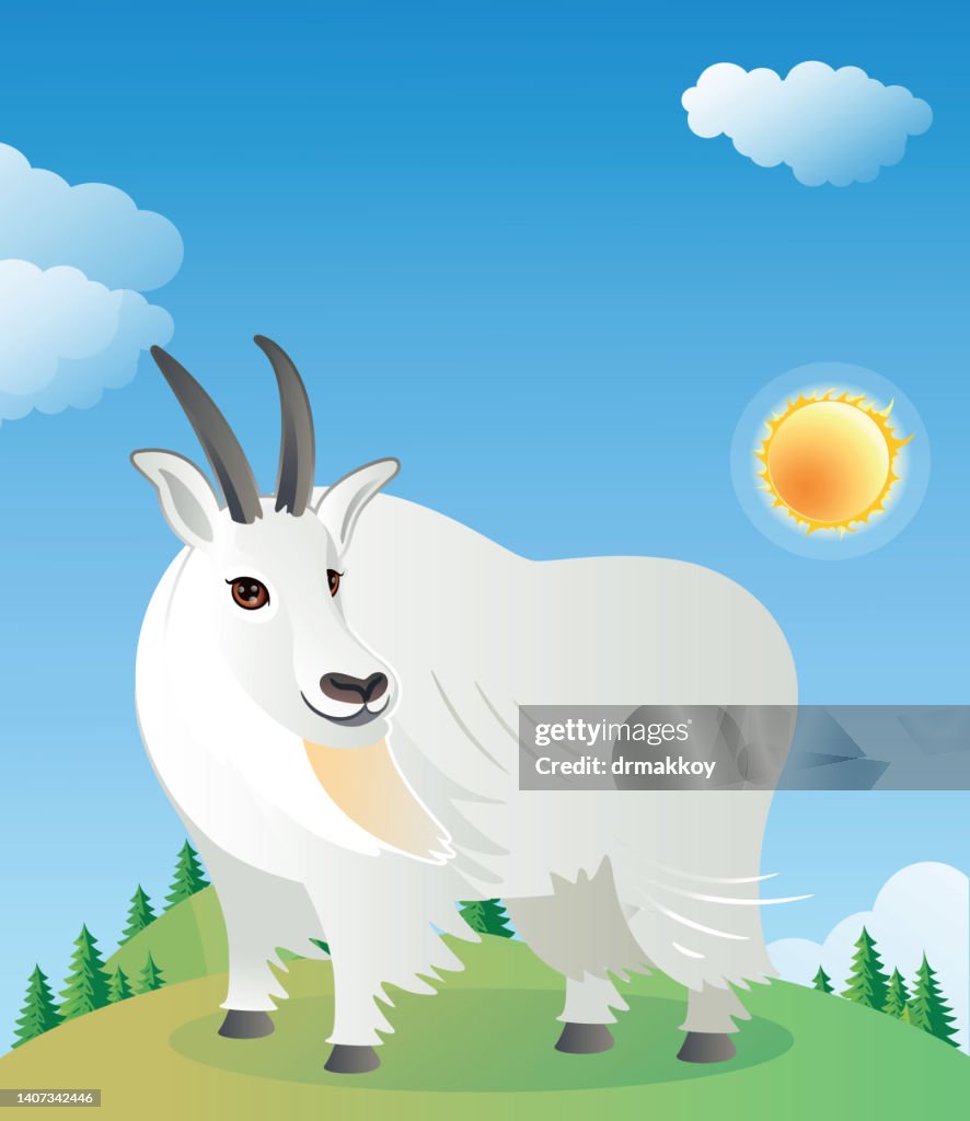 Rocky Mountain Ziege