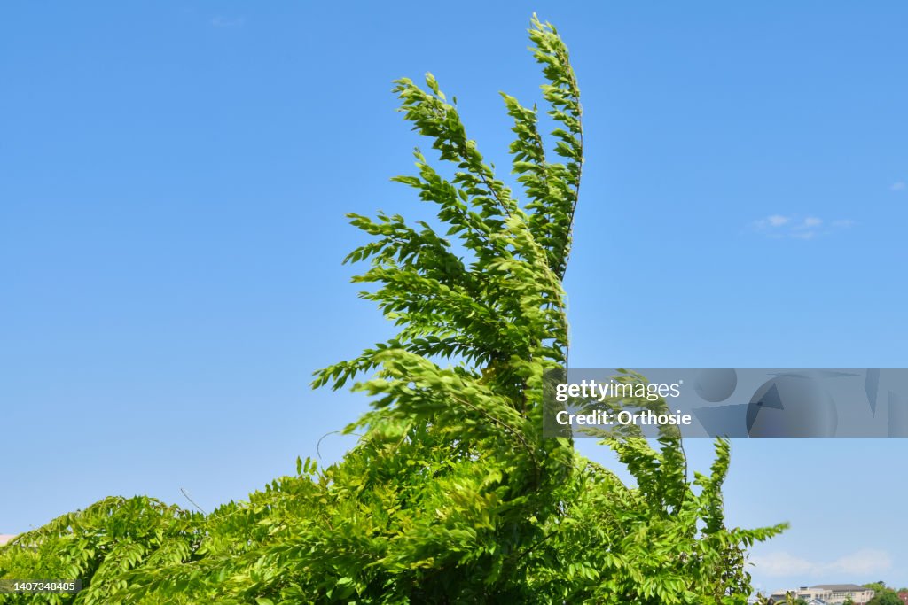 Plants swaying in strong winds