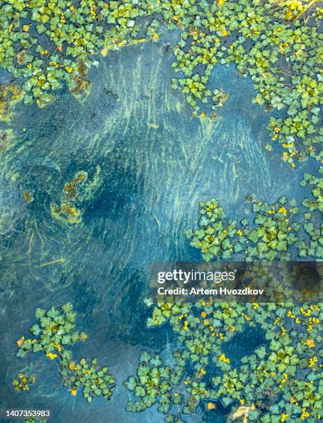 summer pond view of floating leaves and algae - algae pond stock pictures, royalty-free photos & images