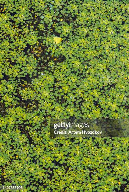 leaves  plants  floating on water. nature pattern of river plants - kroos stockfoto's en -beelden