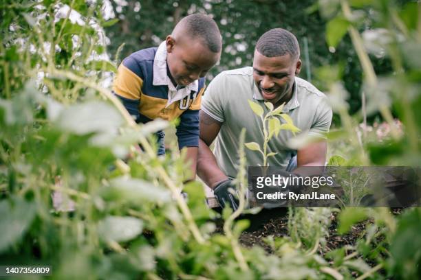 father gardening with his son - community garden stockfoto's en -beelden
