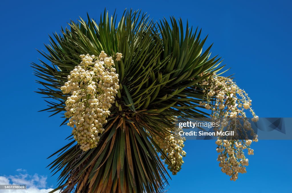Yucca in bloom