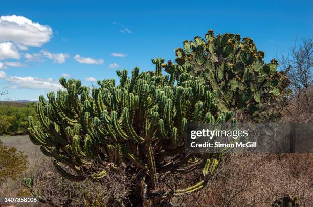 in the foreground is polaskia chichipe, a columnar tree-like cactus, and a large opuntia prickly pear cactus in the background, in el charco del ingenio nature reserve, san miguel de allende, guanajuato, mexico - treelike stock pictures, royalty-free photos & images