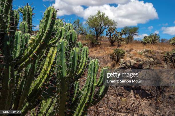 in the foreground is polaskia chichipe, a columnar tree-like cactus, in el charco del ingenio nature reserve, san miguel de allende, guanajuato, mexico - treelike stock pictures, royalty-free photos & images