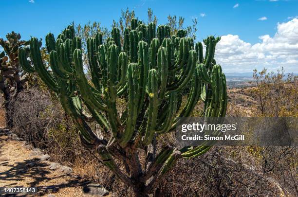 polaskia chichipe, a columnar tree-like cactus, in el charco del ingenio nature reserve, san miguel de allende, guanajuato, mexico - treelike stock pictures, royalty-free photos & images
