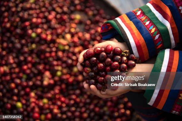 freshly colored ripe coffee beans in the hands - cultivated land fotografías e imágenes de stock