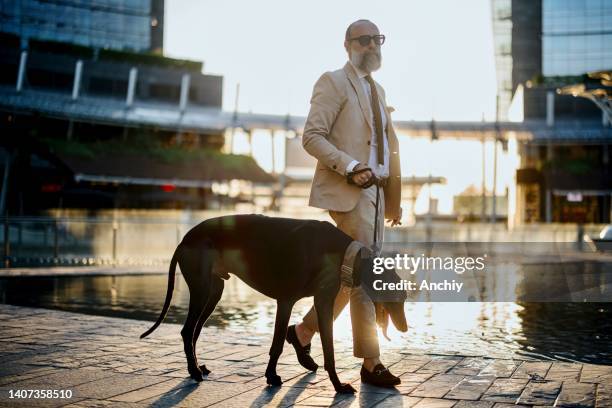 mature man walking his dog in the city - middle age man and walking the dog stockfoto's en -beelden