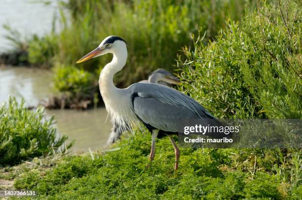 gray heron (ardea cinerea - gray heron stock-fotos und bilder