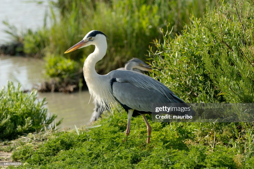 Héron cendré (Ardea cinerea)