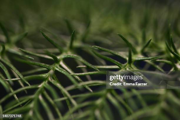 close up macro shot of spiky leaves - leaf macro stock pictures, royalty-free photos & images