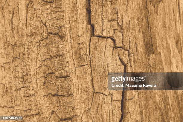 natural wood texture in warm sand tone - hartholz stock-fotos und bilder