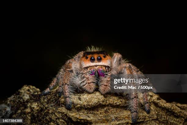 close-up of spider on rock against black background - jumping spider stock pictures, royalty-free photos & images