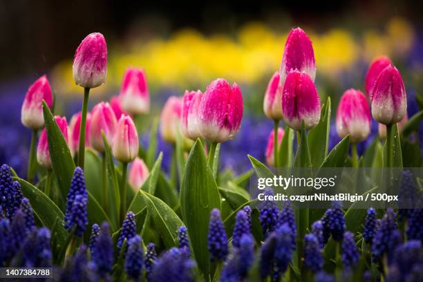 close-up of pink crocus flowers on field - nihat stock pictures, royalty-free photos & images