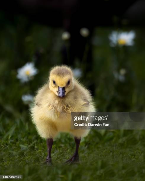 canadian gosling - gänseküken stock-fotos und bilder
