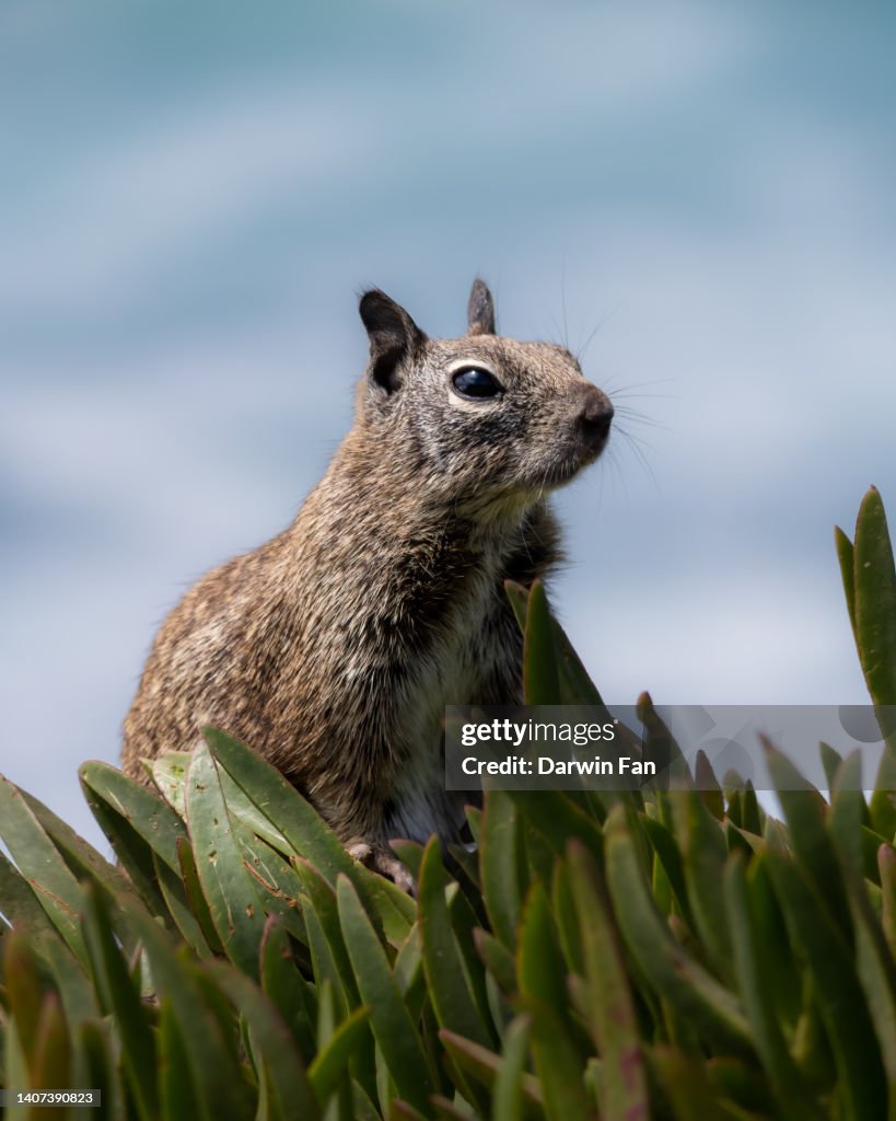 Ground Squirrel at La Jolla Cove