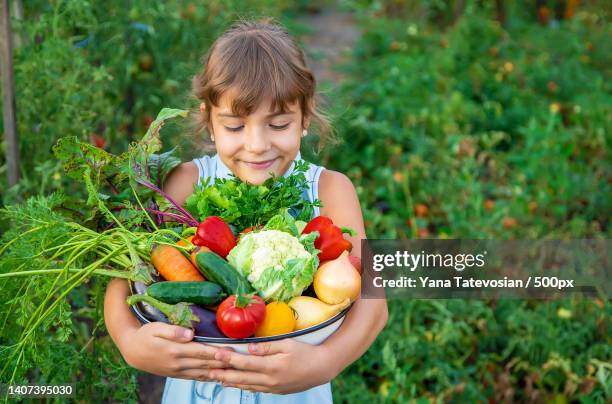 a child holds a harvest of vegetables in his hands selective focus - child foodie photos et images de collection