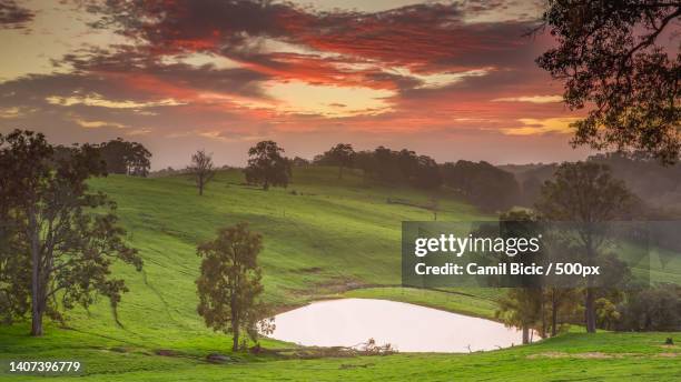 scenic view of field against sky during sunset,henty,western australia,australia - western australia crop stockfoto's en -beelden