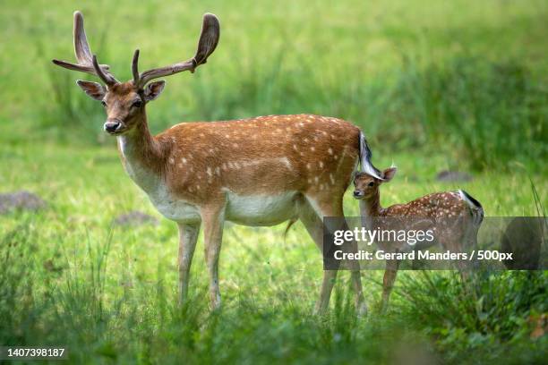 side view of fallow deer standing on field,germany - baby animals stock pictures, royalty-free photos & images