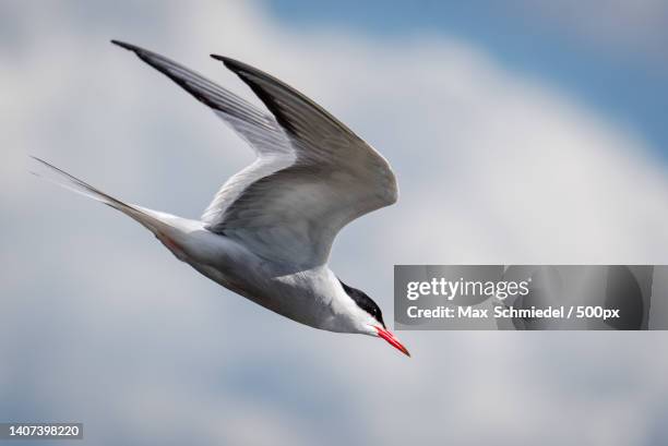 low angle view of tern flying against sky,germany - tern stock pictures, royalty-free photos & images