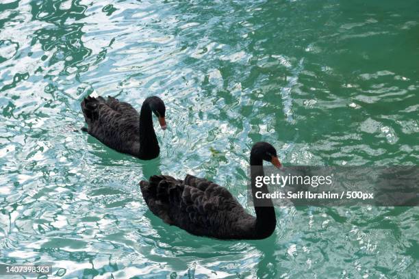 high angle view of ducks swimming on lake,haifa,israel - black swans stock pictures, royalty-free photos & images