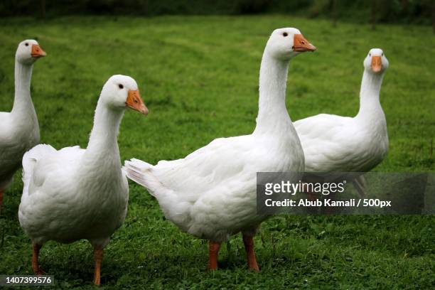 close-up of geese on field - goose fotografías e imágenes de stock