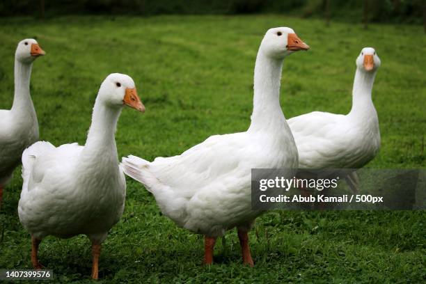 close-up of geese on field - goose foto e immagini stock