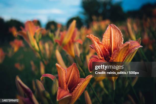 close-up of orange lily on plant,latvia - taglilie stock-fotos und bilder