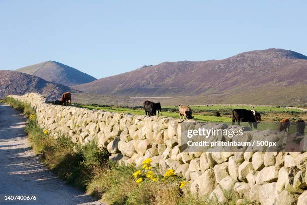 scenic view of mountains against clear sky,kilkeel,newry,united kingdom,uk - stenen muur stockfoto's en -beelden