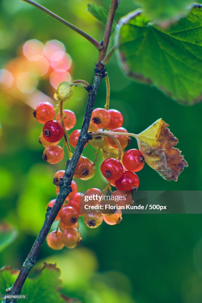 Red currants growing in the garden