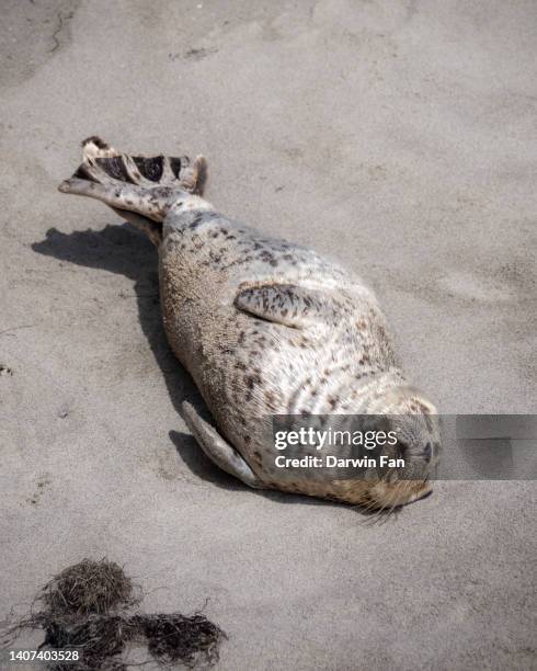 harbor seal pup at la jolla cove - foca común fotografías e imágenes de stock
