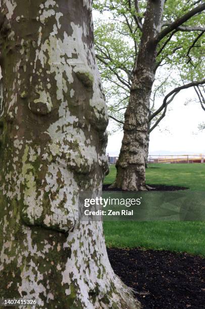 157 American Sycamore Tree Stock Photos, High-Res Pictures, and Images ...