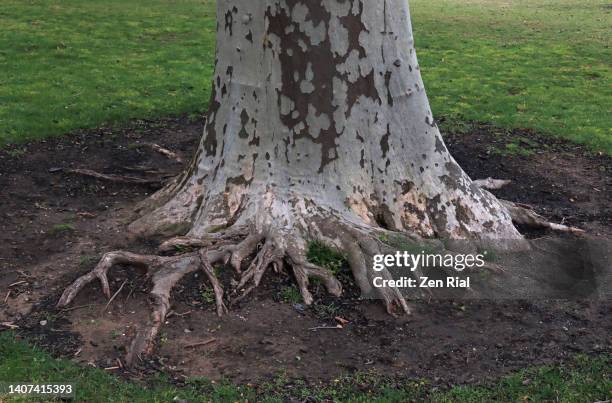 an old sycamore tree trunk and roots close-up - tree chipping stock pictures, royalty-free photos & images