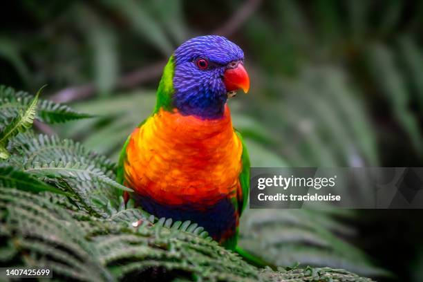 hungry rainbow lorikeet  (trichoglossus moluccanus) - rainbow lorikeet stock pictures, royalty-free photos & images