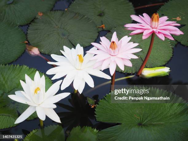 white dark pink flower water lily plantae, sacred lotus, bean of india, nelumbo, nelumbonaceae name flower in pond large flowers oval buds pink tapered end center of the petals are bloated green large leaves stalk rod lengthy environment nature background - aquatic center stockfoto's en -beelden