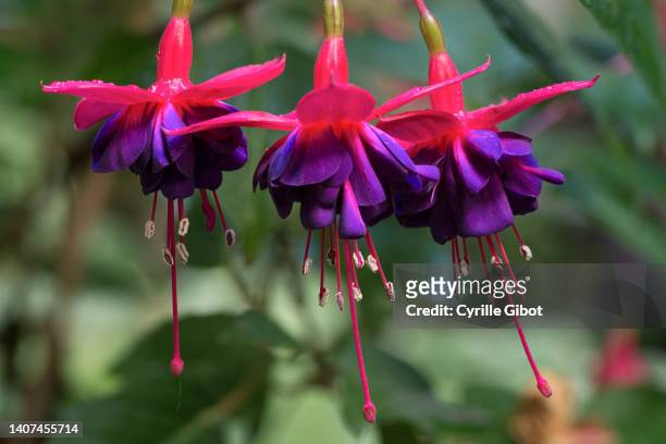 fuchsias - fuchsia flower stock pictures, royalty-free photos & images