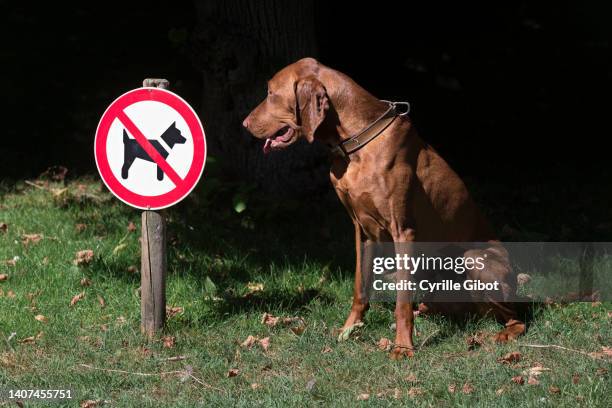 vizsla hunting dog sitting looking at 'no dogs allowed' sign - 2022 a funny thing - fotografias e filmes do acervo