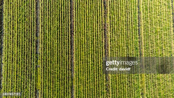 sugar cane aerial abstract - sugar cane field stock pictures, royalty-free photos & images