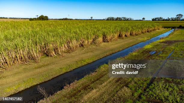 zuckerrohr-luftaufnahme mit bewässerungskanälen - sugar cane field stock-fotos und bilder