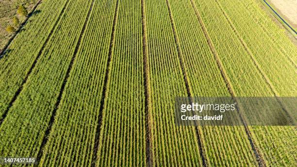 zuckerrohr-luftaufnahme - sugar cane field stock-fotos und bilder