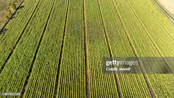 sugar cane aerial abstract - sugar cane field stock pictures, royalty-free photos & images