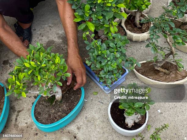 close-up image of unrecognisable person repotting bonsai tree plants after root pruning, bonsai chinese elm (ulmus parvifolia) and fig (ficus) trees for sale, focus on foreground - bonsai tree stock pictures, royalty-free photos & images